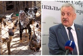 Депутат предложил отстреливать бродячих собак и "ставить к стенке" зоозащитников