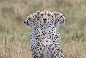 В Кении сделали любопытный снимок с гепардом