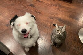 Яркие эмоции животных, которые можно понять без слов