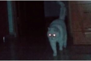 Кот, достойный "Оскара"