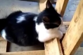 Пушистый помощник