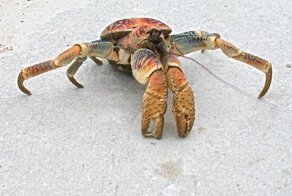 Железного краба-шпиона раскусил один из «прототипов»