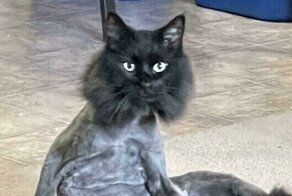 Чудаковатые коты, которые ведут себя странно и смешно