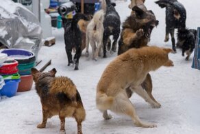 Очередное нападение бродячих собак: под Астраханью стая насмерть загрызла мужчину