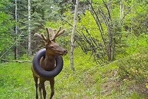 Рейнджеры спасли оленя, который 2 года носил 5-килограммовую покрышку на шее