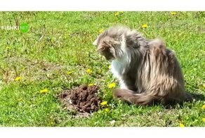 Кот унизил крота