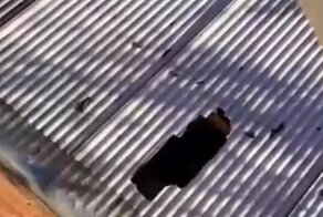 Неудачный прыжок кота из окна