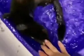 Хозяйка, пошли со мной!