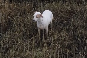 Застрявшую в болотах собаку спасли сосисками и дроном