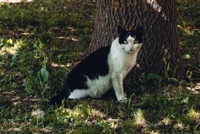 Красивые котики из разных уголков России