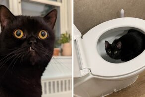 Чёрные коты приносят в дом не несчастья, а только милоту