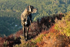 20 пород собак, которые будут рады составить компанию в путешествиях