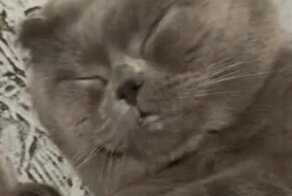 Крепко спавший кот напугал свою хозяйку