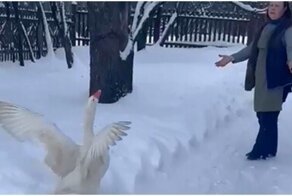 Вот это любовь: гусь искренне радуется при встрече с женщиной