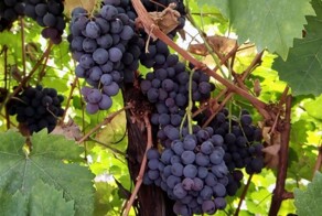 Виноградное вино в домашних условиях. Простой пошаговый рецепт. Часть 1