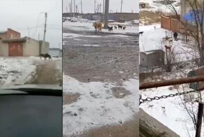 Кто-то зверски убивает собак после того, как стая псов загрызла насмерть мужчину под Астраханью