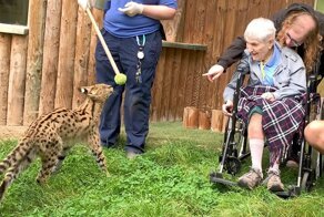 100-летняя женщина всю жизнь мечтала встретить сервала, и ее мечта сбылась