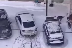 Жуткая стая бродячих собак