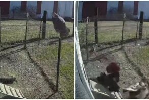 Боевой петух заступился за курицу и прогнал незваного гостя