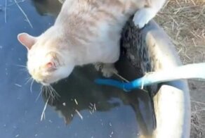Лошадь подшутила над пьющим воду котом