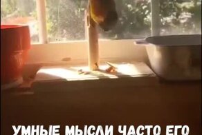 Не руби сук на котором сидишь