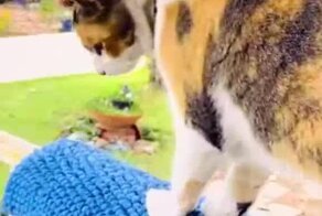 О времена, о нравы