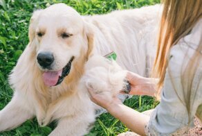 Причины чрезмерно активной линьки лабрадора