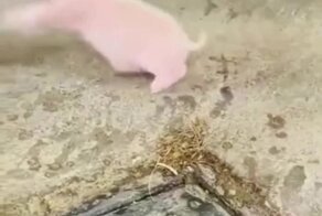 Прелестный Пятачок