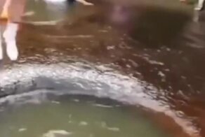 Дурная голова ногам покоя не дает