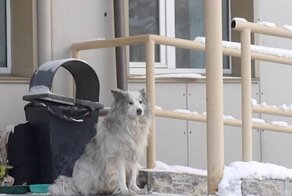 В Кемерово появился свой Хатико