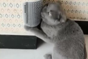 Как сделать кота счастливее