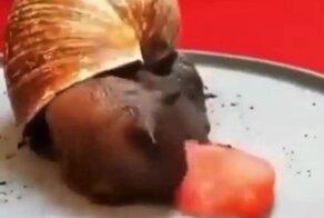 Улитка решила подкрепиться