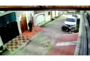 Большая кошка вышла прогуляться