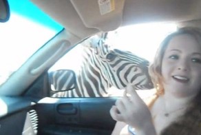 Кусачая зебра (11 фото)