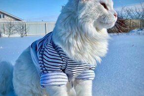 Кот Кефир - самый популярный мейн-кун в России