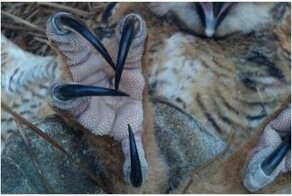 Прототипы Логана: 25 когтей из мира животных, которые вас удивят