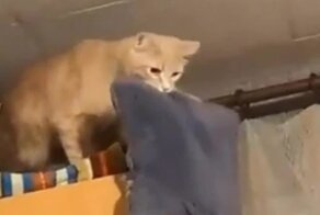  Кот, который знает толк в безопасности 