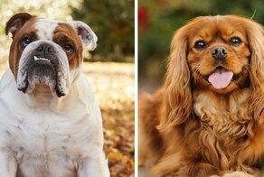 В Норвегии запретили разводить две породы собак из-за врожденных проблем со здоровьем