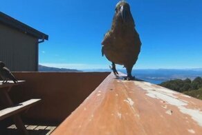 Попугай-воришка украл камеру GoPro