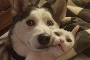 15 фотографий, которые доказывают, что животные - это те же люди, только в шубах