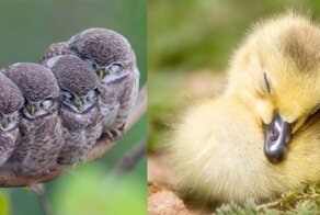 Спим и присвистываем: оказывается, птицы тоже храпят