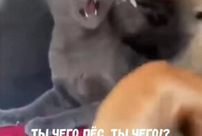 Приступ нежности пса застал кота врасплох