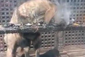 Козел, который обожает запах благовоний 