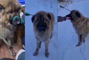 Волонтёры в Улан-Удэ спасли собаку со стрелой в голове