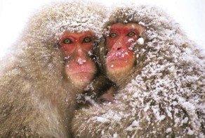 Приматы (111 фото)