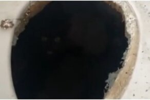 Кот нашел себе необычное убежище