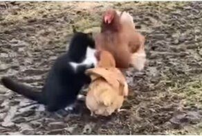 Женская дружба: курица помогла соплеменнице прогнать кота-задиру