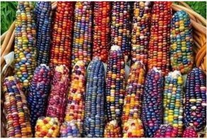 Все цвета радуги и еще немного: 25 видов кукурузы, которые вас поразят