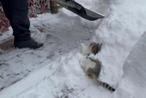 Вредный кот мешает хозяину убирать снег