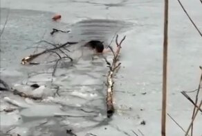 Спасения пса из ледяной воды